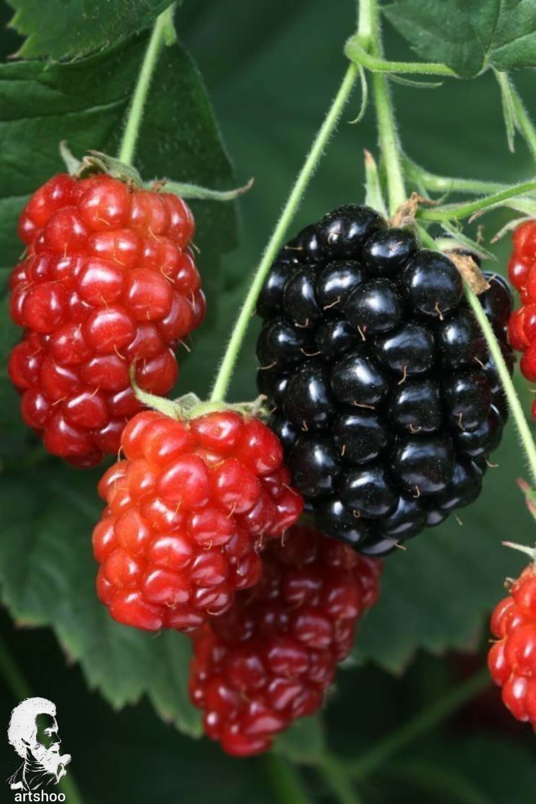 آموزش نقاشی رنگ روغن